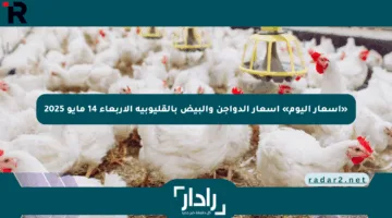 «أسعار اليوم» أسعار الدواجن والبيض بالقليوبية الأربعاء 14 مايو 2025